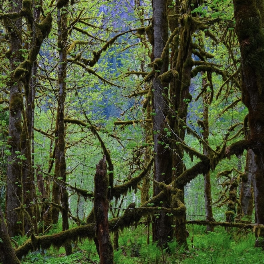 Mossy forest in British Columbia, representing grounding and safety in EMDR therapy